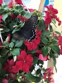 Jess_Butterflies_2018 (5)